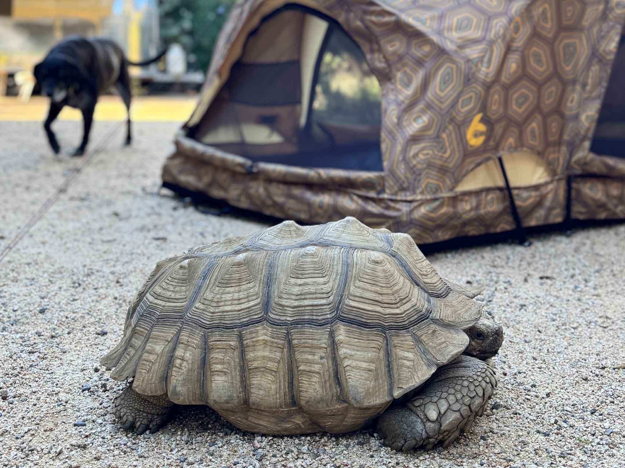 C6 OUTDOOR REV TENT (shellter)