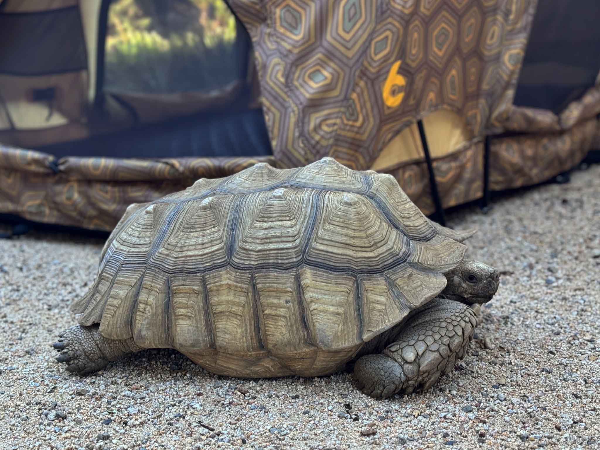 C6 OUTDOOR REV RACK TENT (shellter)